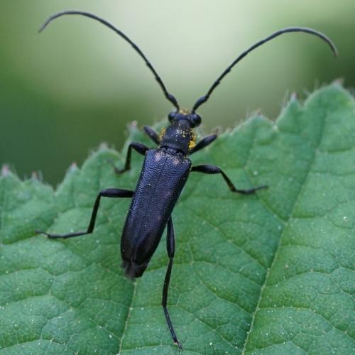 Réf. 232 101 : Anoplodera sexguttata